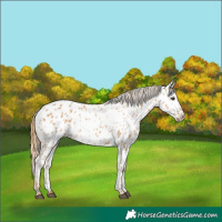 Horse Color:Chestnut Appaloosa 