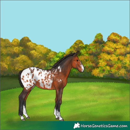 Horse Color:Bay Sabino Appaloosa 