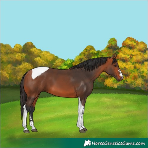 Horse Color:Bay Tobiano 