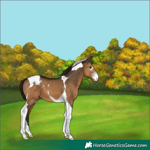 Horse Color:Gray Bay Dun Sabino Tobiano Appaloosa 