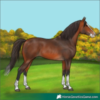 Horse Color:Bay Splash 