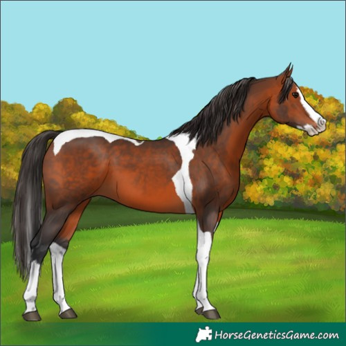 Horse Color:Bay Splash Tobiano