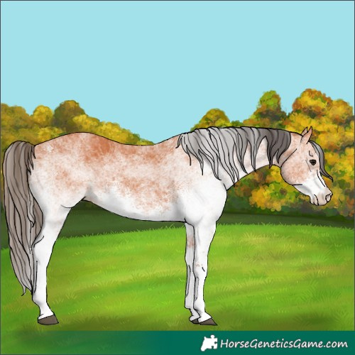 Horse Color:White Spotted Bay