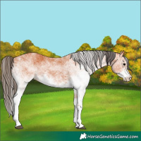 Horse Color:White Spotted Bay 