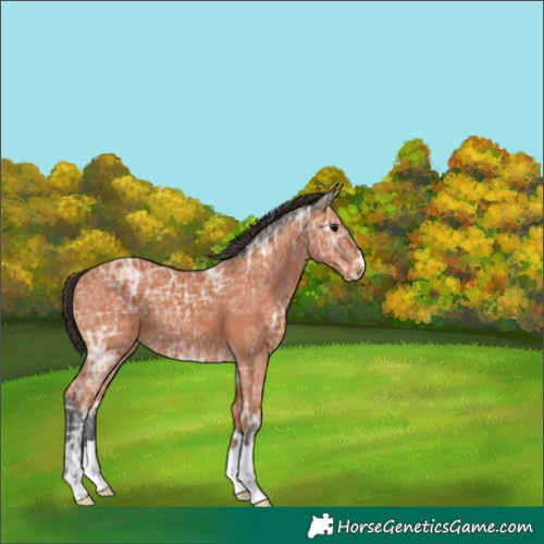 Horse Color:Bay Ice 