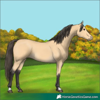 Horse Color:Buckskin 