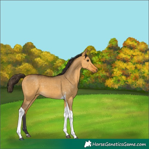 Horse Color:Buckskin Dun Tobiano