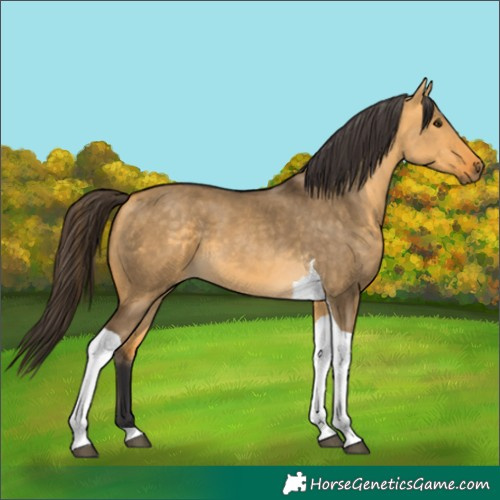 Horse Color:Buckskin Dun Tobiano 