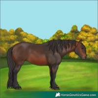 Horse Color:Brown 