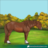 Horse Color:Chestnut 