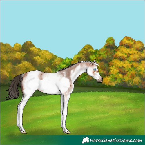 Horse Color:White Spotted Bay Sabino Frame 