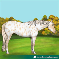 Horse Color:Gold Cream Champagne Dun Near Leopard 