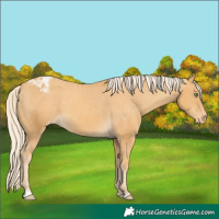 Horse Color:Gold Cream Champagne Appaloosa 