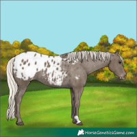 Horse Color:Silver Smoky Black Appaloosa 