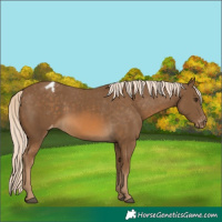 Horse Color:Chocolate Palomino Appaloosa 