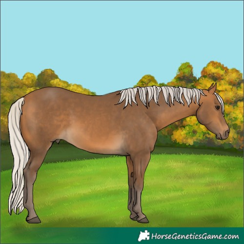 Horse Color:Silver Buckskin 