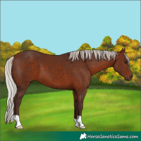 Horse Color:Silver Bay 