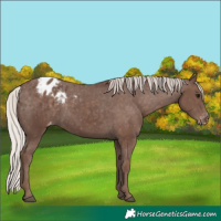 Horse Color:Silver Black Appaloosa 