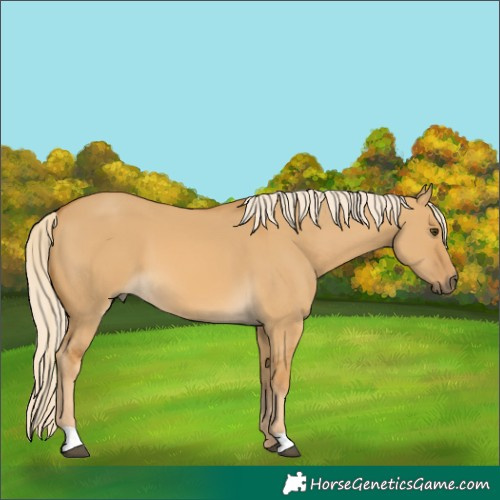 Horse Color:Palomino Dun 