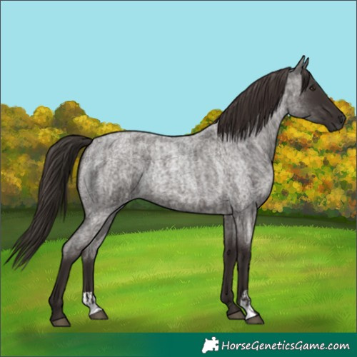 Horse Color:Liver Red Roan and Liver Red Roan