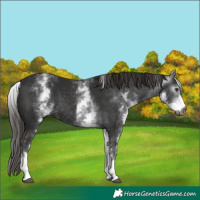 Horse Color:Gray White Spotted Liver Chestnut