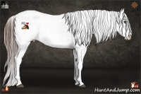 Horse Color:White Spotted Liver Chestnut Splash Appaloosa 