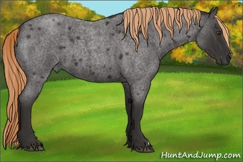 Horse Color:Liver Red Roan Frame 