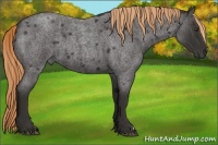 Horse Color:Liver Red Roan Frame
