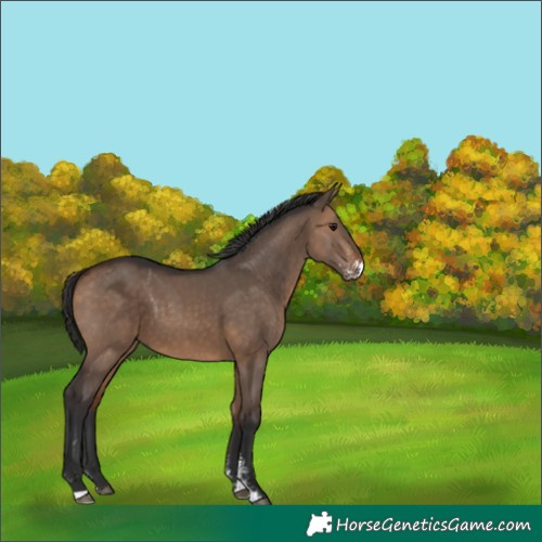 Horse Color:Bay Dun Sabino 