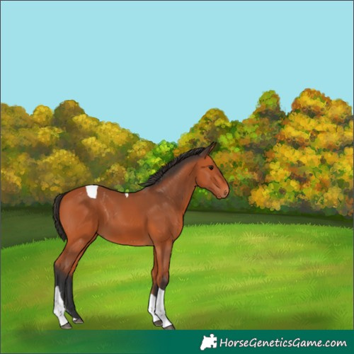 Horse Color:Bay Tobiano 