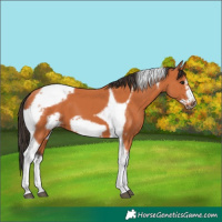 Horse Color:Bay Tobiano Frame 