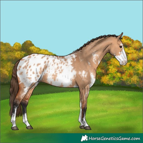 Horse Color:Bay Dun Sabino Appaloosa 