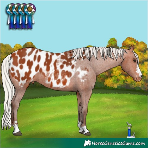 Horse Color:Silver Bay Appaloosa 