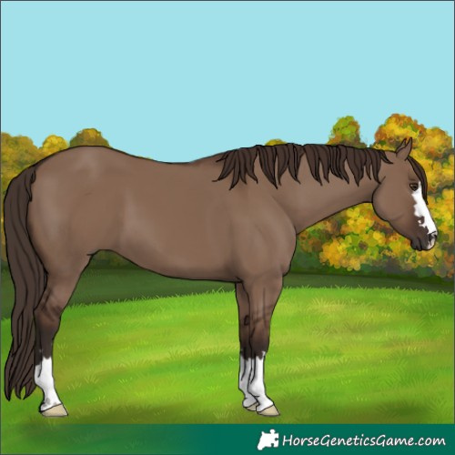 Horse Color:Liver Red Dun 