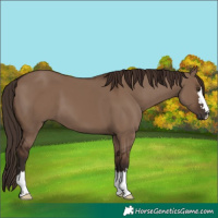 Horse Color:Liver Red Dun 