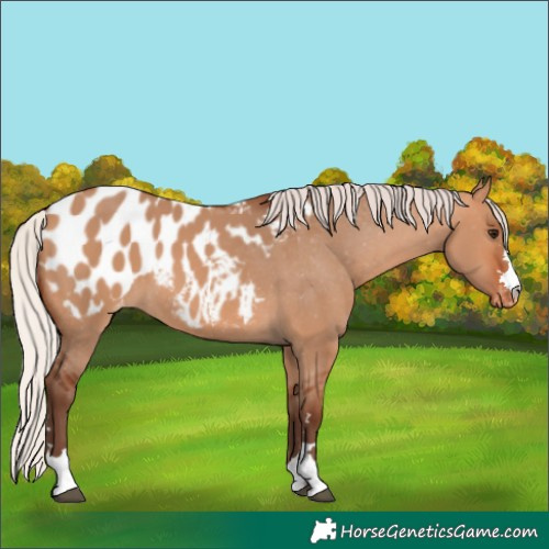 Horse Color:Silver Bay Dun Appaloosa 