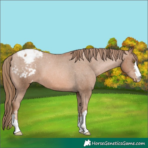 Horse Color:Liver Chestnut Pearl Appaloosa