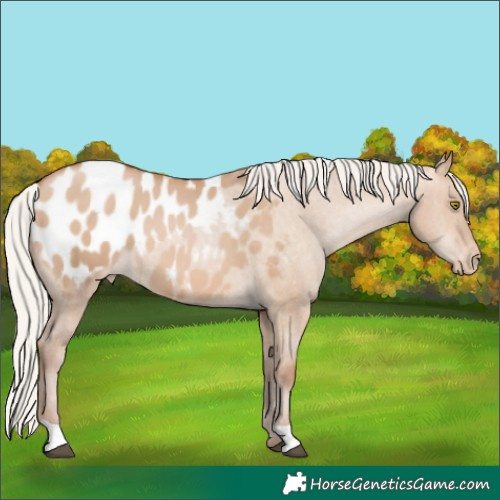Horse Color:Silver Brown Pearl Dun Appaloosa 