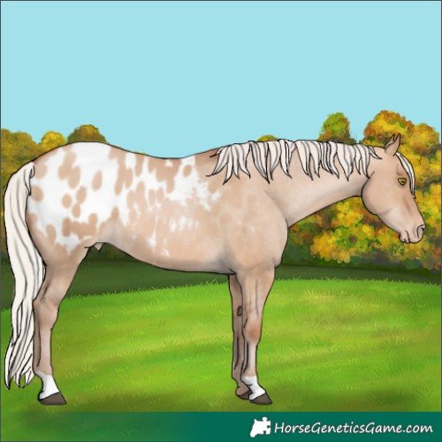 Horse Color:Silver Brown Pearl Dun Appaloosa 
