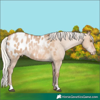 Horse Color:Silver Brown Pearl Dun Appaloosa 