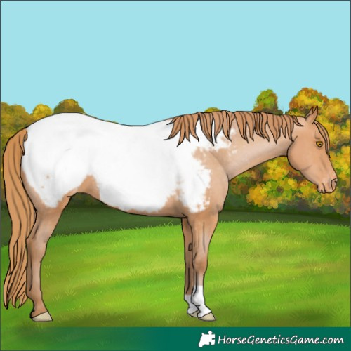 Horse Color:Bay Pearl Appaloosa 