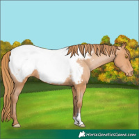 Horse Color:Bay Pearl Near Fewspot 