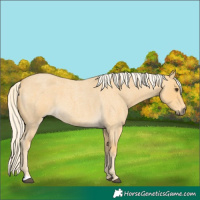 Horse Color:Palomino Roan 