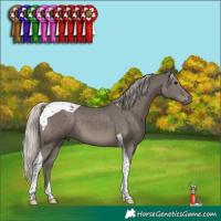 Horse Color:Silver Black Tobiano 