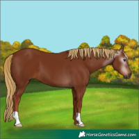 Horse Color:Gray Chestnut 