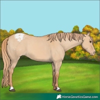 Horse Color:Red Dun Appaloosa 