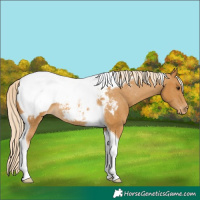 Horse Color:Palomino Tobiano Appaloosa Rabicano 