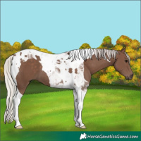 Horse Color:Silver Black Tobiano 
