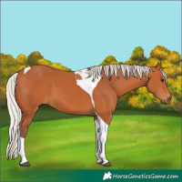 Horse Color:Silver Bay Tobiano