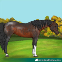 Horse Color:Brown Tobiano 